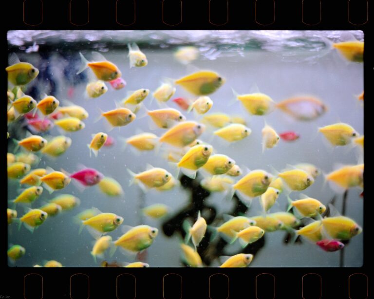 Types of fish for aquariums